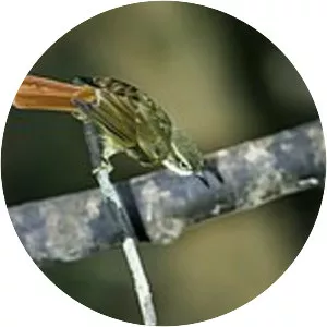 Rufous-rumped foliage-gleaner - Bird