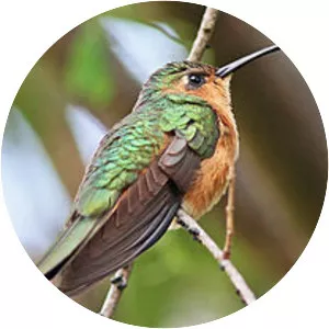 Rufous sabrewing