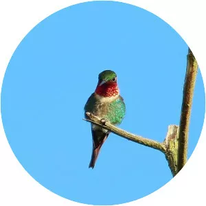 Rufous-shafted woodstar