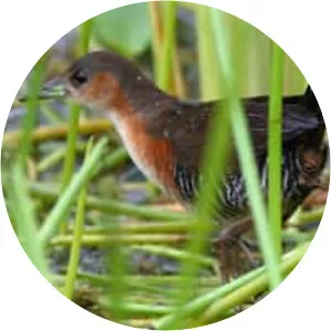 Rufous-sided crake