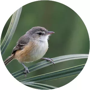 Rufous-sided pygmy tyrant