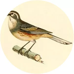 Rufous-sided warbling finch