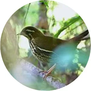 Rufous-tailed antthrush - Bird