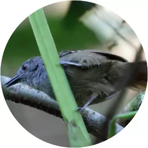 Rufous-tailed antwren