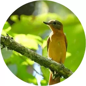 Rufous-tailed attila