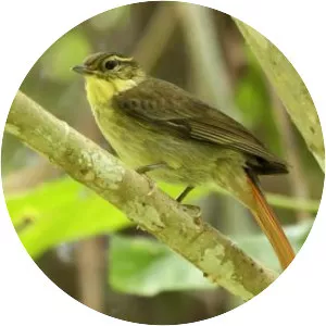 Rufous-tailed foliage-gleaner - Bird