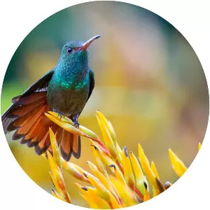 Rufous-tailed hummingbird