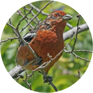 Rufous-tailed plantcutter