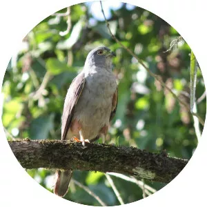 Rufous-thighed kite