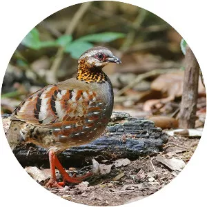 Rufous-throated partridge