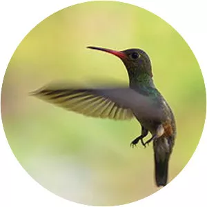 Rufous-throated sapphire