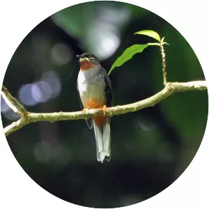 Rufous-throated solitaire