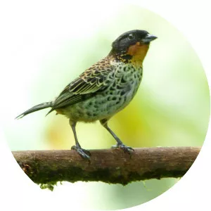Rufous-throated tanager