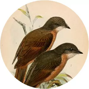 Rufous thrush - Bird