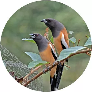 Rufous treepie