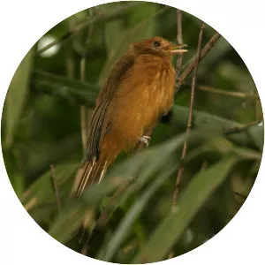Rufous twistwing