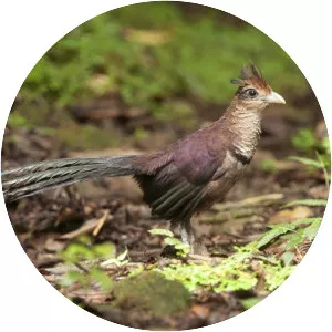 Rufous-vented ground cuckoo