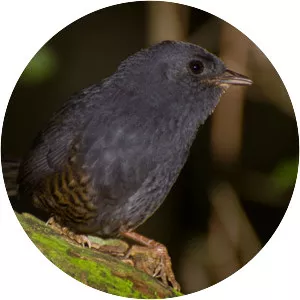 Rufous-vented tapaculo - Bird