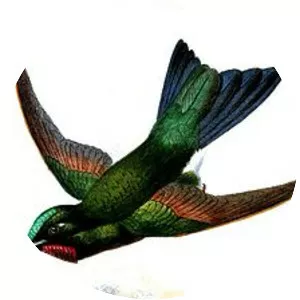 Rufous-webbed brilliant - Birds