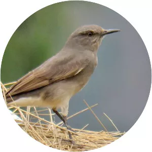 Rufous-webbed bush tyrant