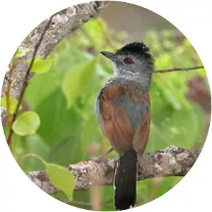Rufous-winged antshrike