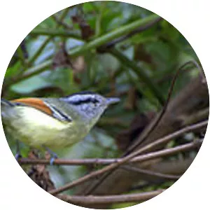 Rufous-winged antwren