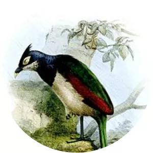 Rufous-winged ground cuckoo