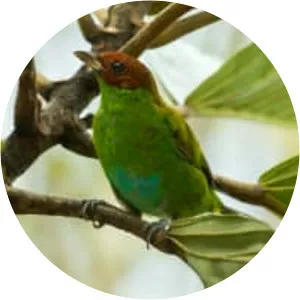 Rufous-winged tanager