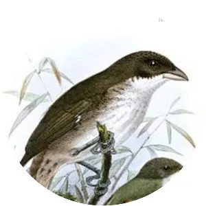Rufous-winged tyrannulet