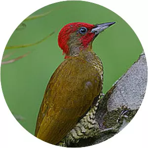 Rufous-winged woodpecker