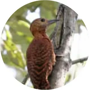 Rufous woodpecker