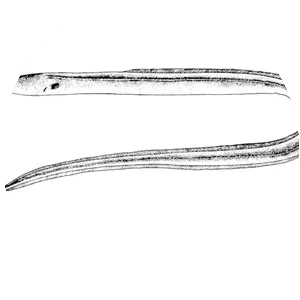 Rufus snake-eel