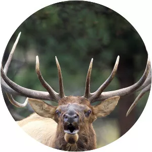 Ruger's Adventures - TV program