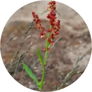 Rumex acetosella - Plants