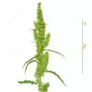 Rumex confertus