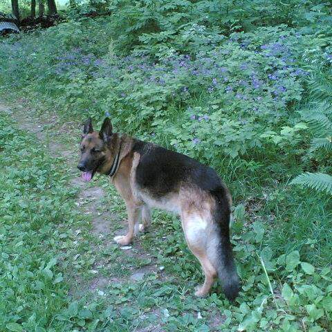 Rune Moens Hundesenter - Dog trainer in Norway