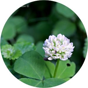 Running buffalo clover - Plant