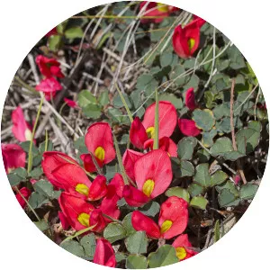 Running postman - Plants