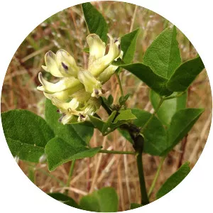 Rupertia physodes - Plants