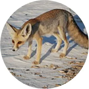 Rüppell's fox - Animal