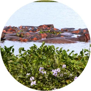 Rusizi National Park