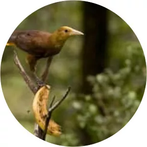 Russet-backed oropendola