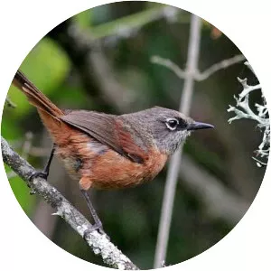 Russet-bellied spinetail - Bird