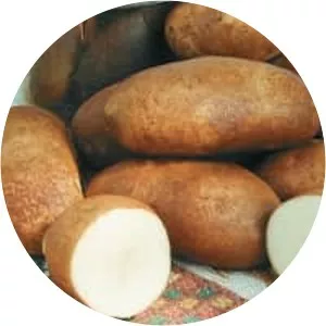 Russet burbank potato