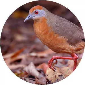 Russet-crowned crake - Bird