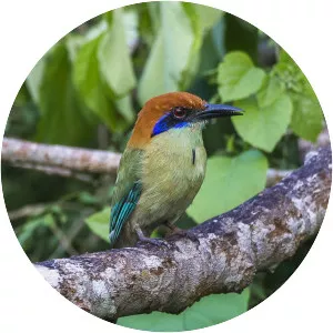 Russet-crowned motmot