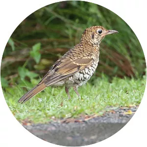 Russet-tailed thrush