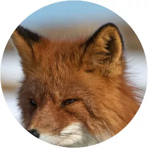 Russia's Wild Sea - TV program