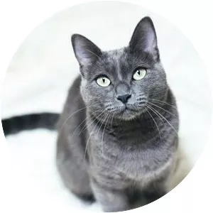 Russian Blue - Cat breed