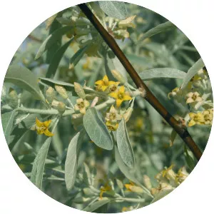 Russian Olive - Plants